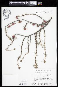 Larix laricina image