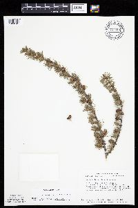 Larix laricina image