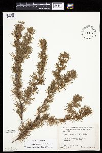 Media resource of Larix laricina