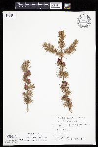 Larix laricina image