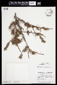 Larix laricina image