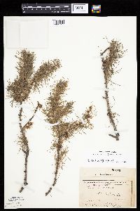Larix laricina image