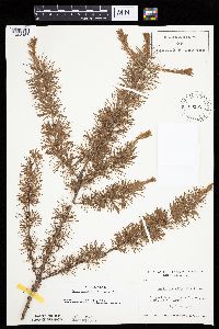 Larix laricina image