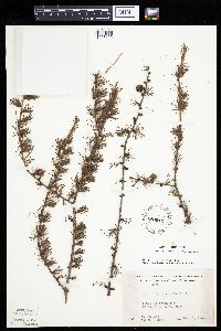 Larix laricina image