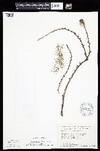 Larix laricina image