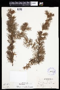 Larix laricina image