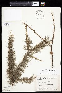 Larix laricina image