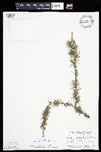 Larix laricina image