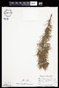 Larix laricina image