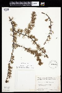 Larix laricina image