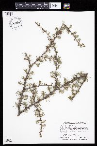 Larix laricina image