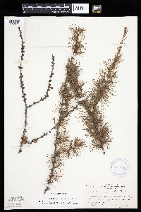 Larix laricina image