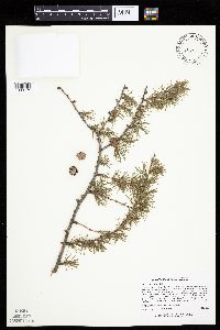 Larix laricina image