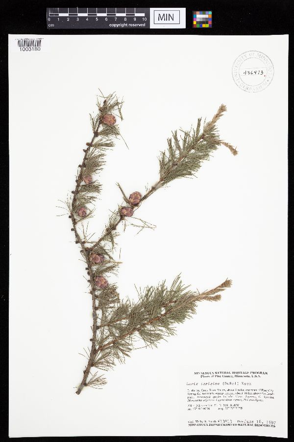 Larix laricina image