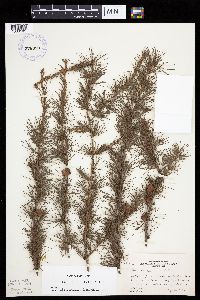 Larix laricina image