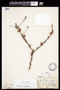 Larix laricina image