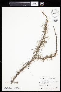 Larix laricina image