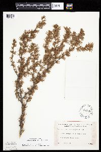 Larix laricina image