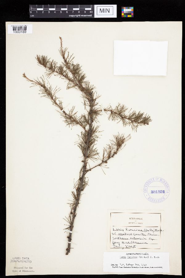 Larix image