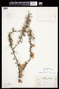 Larix laricina image