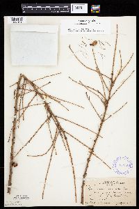 Larix laricina image