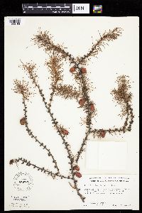 Larix laricina image