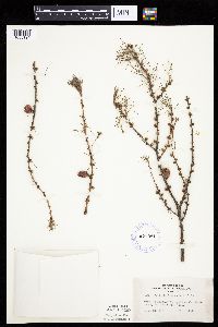Larix laricina image