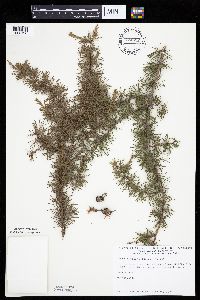 Larix laricina image