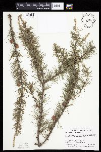 Larix laricina image