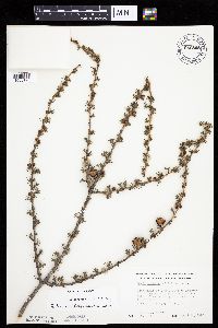 Larix laricina image