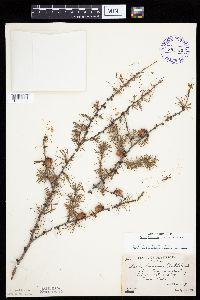 Larix laricina image