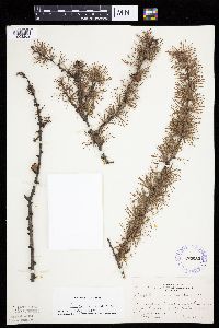 Larix laricina image