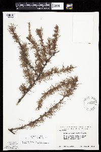 Larix laricina image
