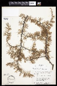 Larix laricina image