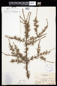 Larix laricina image