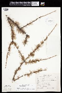Larix laricina image