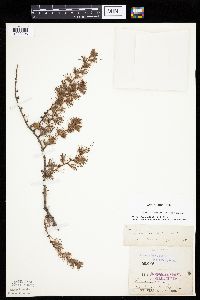 Larix laricina image