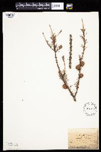 Larix laricina image