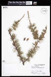 Larix laricina image