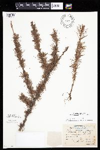 Larix laricina image