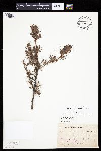 Larix laricina image