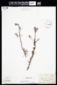 Larix laricina image