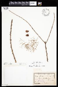 Larix laricina image