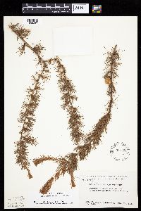 Larix laricina image