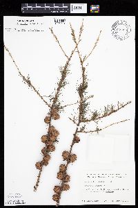 Larix laricina image