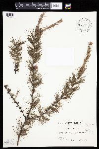 Larix laricina image