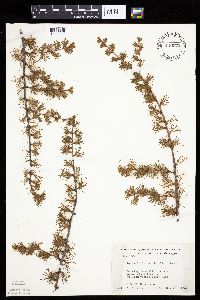 Larix laricina image