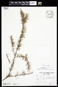 Larix laricina image