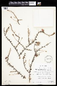 Larix laricina image