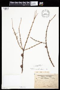 Larix laricina image